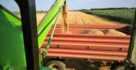 Prodajem 100 t pšenice 3. Klasa Hektolitar 80+ Ponude