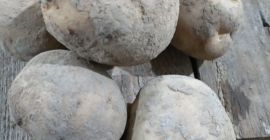 Продајем јестиви кромпир следећих сорти: Краљица Ана, Јурек и