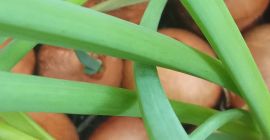 Ofer arpagic cultivat din ceapă cultivată în gazon. Lungimea