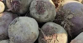 Certified organic red beets of the Monty variety are