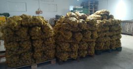Gala, Belana, and Vineta potato varieties for sale. Wholesale