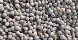 Горох зелений на експорт | Продаж Горох зелений продовольчий