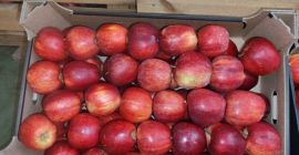 Az APPLE POINT különböző méretű Jonaprince Idared, Jonagored Champion