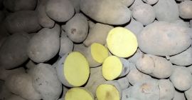 +45 mm, +50 mm átmérőjű burgonyát árulok. Nagyzsákos vagy