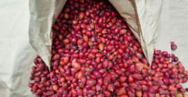 Продајем замрзнути дивљи шипак 40 тона. Најбољи квалитет.