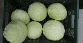 I'm selling white cabbage at the market or in