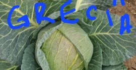 VARZA ALBA PROASPATA DIRECT DE LA PRODUCATOR , VA