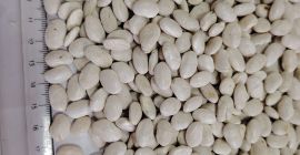 Wir verkaufen Bohnen im Großhandel: - Weiße Bohnen, Kaliber