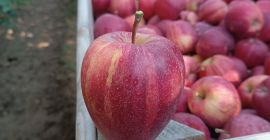 Witam Posiadam do sprzedania 100 ton gali paskowanej