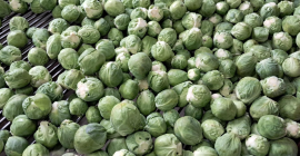 Sprzedam brukselka, towar zdrowy, czysty , opakowanie do uzgodnienia