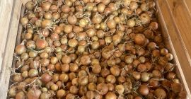 Üdvözlöm! Saját gazdaságomban termesztett magról fehér és vörös hagymát