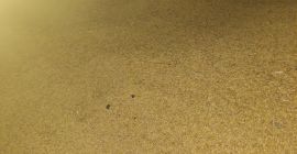 Sprzedam owies, wiecej informacji telefonicznie [telefon]