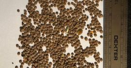 22 tonna kazahsztáni vöröslencse van raktáron. Vámkezelve és ellenőrizve