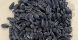 I will sell black sunflower seeds, cleaned to ~99%.