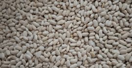 Продајем пуне камионе патуљастог пасуља. Паковање по жељи: 10