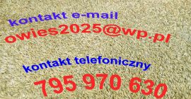 Vendo avena del raccolto 2025. Ho circa 15 tonnellate