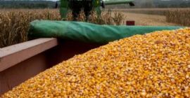 A Belgian company (aged 13+) is looking for moist