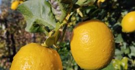Vendo limoni di grande qualità.Per informazioni sono disponibile