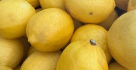 Citromot, Valencia narancsot, lime-ot, STAR RUBI vagy RUBI RED