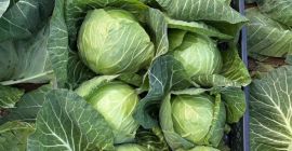 Fiatal káposzta mennyiségben kapható. Közvetlen szállítás. Állandó minőség, versenyképes