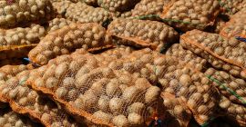 Продаје се црвени и бели кромпир за конзумирање, у
