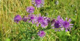 Chaber łąkowy nasiona- zbiór 2024 . Nasiona chaber łąkowy