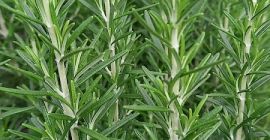 Разположени в сърцето на Солвези, Замбия, ние отглеждаме разнообразие