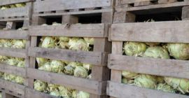 Ich verkaufe ca. 70 Tonnen Kossak-Kohlrabi (1–3 kg pro