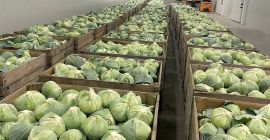 Капуста позднего сорта. Подходит для длительного хранения (в холодильнике).