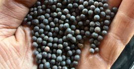 Day I will sell organic winter vetch rea 90%