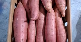 Disponibil pentru export cartofi dulci de calitate premium. Livrări