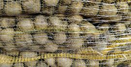 GALA-Kartoffeln aus leichter Erde, gebürstet in einem genähten Beutel.