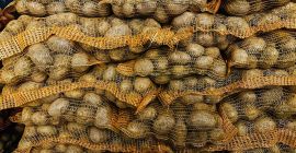 Soraya. Yellow potatoes for sale, 50+ cal, truckload quantities.