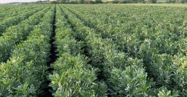 Sprzedam bób odmiany Rambos, Bizon Zbiór 2025 rok. Bez