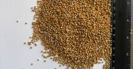 Продајем семе белог слачица, чистоће ~99%, у великим врећама