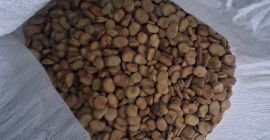 Продаю семена бобов сорта Бизон 2025, около 1,7 тонны.