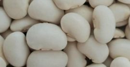 Sprzedam Fasolę Jaś karłowy . Możliwość zapakowania w worki