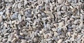 Продајем семе фацелије, почев од 22 тоне. Имате питања?