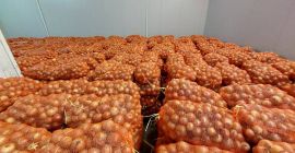 Wir sind ein zuverlässiger Zwiebelproduzent und -lieferant aus Usbekistan