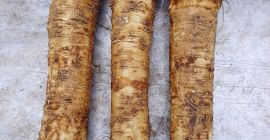 Meerrettich 600-700 kg gemischt zu verkaufen.