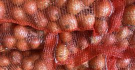 We ll harvest 100 ha green beans and 100