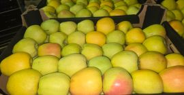 Продаю голубей породы Prince Golden Jonagored Ligol Idared Gala