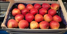 Sprzedam jabłka deserowe , drobne i 2 klasy odmiany