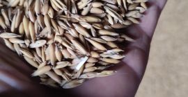 Sprzedam owies rok temu zakupiony z centrali suchy i