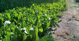 First and second class horse mackerel 20t throughout the