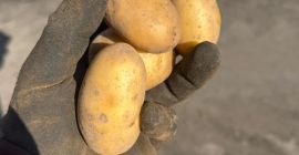 FOR SALE: Baby Potatoes 22-40mm – Gala & Queen