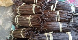 Boabe de vanilie proaspete (varietatea Bourbon) din Uganda. Disponibile