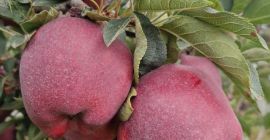 I have in offer apples of the Red Chief