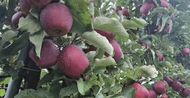 I have in offer apples of the Red Jonaprince