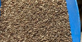 Ферма с многолетним опытом выращивания тмина ищет партнера для